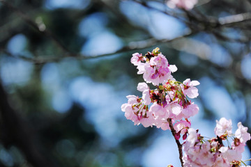 森の中に咲く陽光桜の美しさ