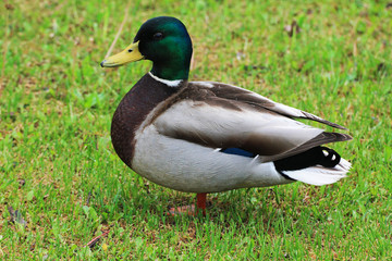 Naklejka na ściany i meble Duck (male) close-up on the background of green grass of the meadow