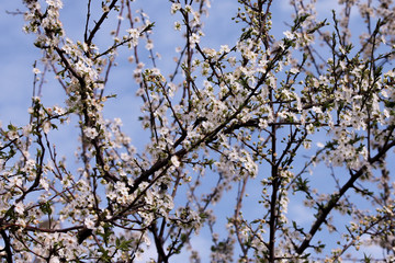 white flowers on a stem blossomed on a cherry tree branch in sunny spring against a blue sky