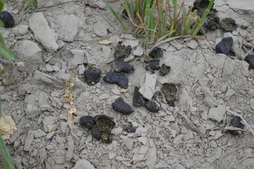 Goat waste or dung on ground in village