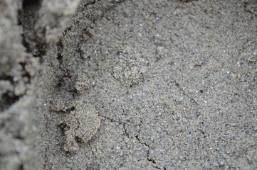 nsect on liquid sand