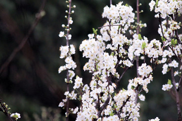 white flowers blossomed on standing branches on a dark soft background