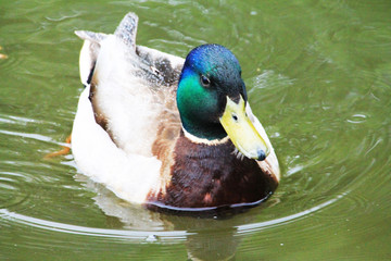 A duck (male) close-up surprises us with its beauty.