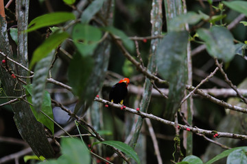 Beautiful and rare specimen of the Red-capped manakin, Costa Rica