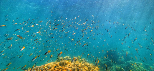Fototapeta na wymiar Thailand people snorkeling diving Anemones fishes