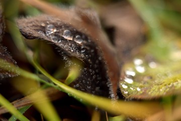 dew on the leaves of plants under your feet macroworld