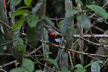 Beautiful and rare specimen of the Red-capped manakin, Costa Rica