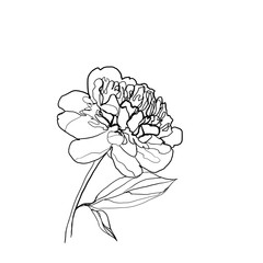 Peony flower illustration in line art style