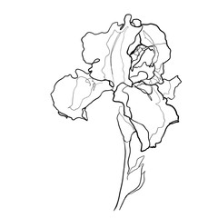 Iris flower line art illustration 