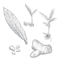 Set Of Herbarium Hand Drawn of Turmeric Roots, Lives And Flowers in Black Color Isolated. A Herbarium is a Collection of Preserved Plant Specimens And Associated Data Used For Scientific