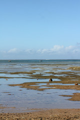 Beautiful sunny day at Coral Coast with crystal clear and unpolluted seawater, Fiji