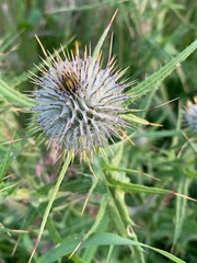 thistle in bloom