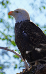American black and white bald eagle
