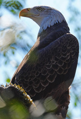 American black and white bald eagle