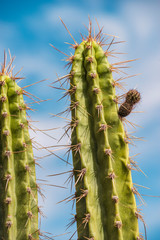 green tall cactuses