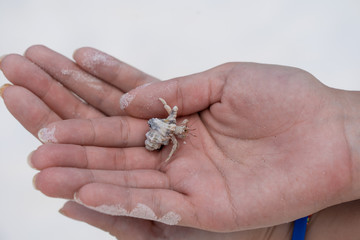 Soldier crab sitting on hands against a white background