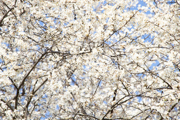 Spring sunny day. Fruit trees bloom, the air is warm and sweet. Blue sky. Smelly.