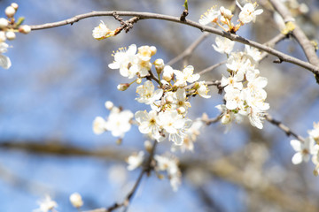 Spring sunny day. Fruit trees bloom, the air is warm and sweet. Blue sky. Smelly.