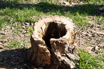 Spring sunny day. Felling a tree. A stump with a hole inside. Green grass around. Spring.