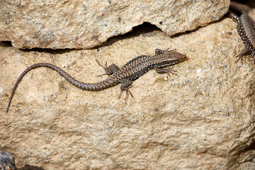 lizard animal reptile closeup wildlife 