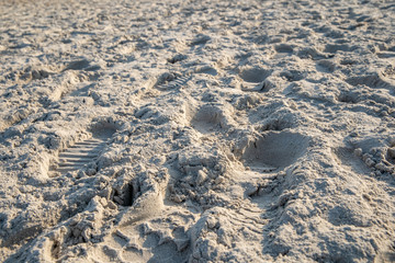 traces in the sand from shoes and animal paws on the beach