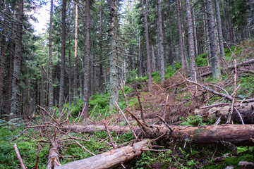 Broken dead spruces on a slope of the Babia Gora mountain