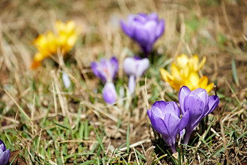 crocus blossom spring colorful flowers