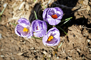 crocus blossom spring colorful flowers