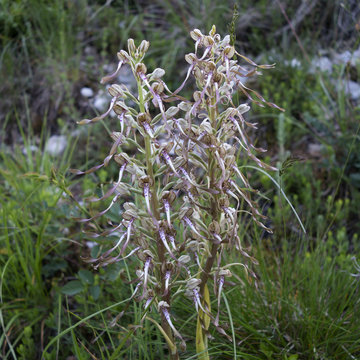 Hampes florales d'une orchid&eacute;e bouc 