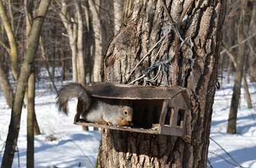 Squirrel eats Breakfast in the feeder