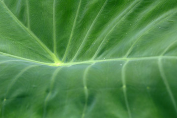Nature view of tropical green leaf.