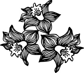 Close up illustration of narcissus flowers sketch vector beauty plant garden spring decoration drawing element nature floral symbol monochrome blossom pack