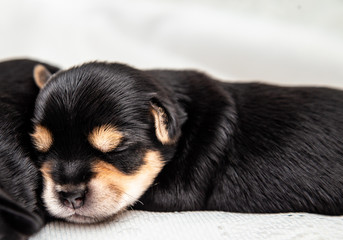 a small black Yorkshire Terrier puppy sleeps on a white blanket