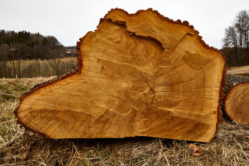 felled tree round trunk timber