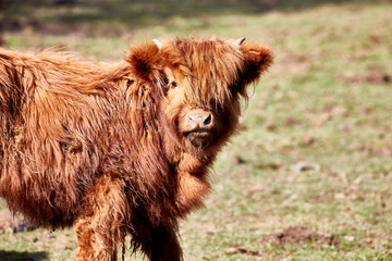 cattle horns brown hairy scottish highlands