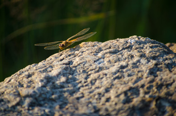 Dragonfly on the stone