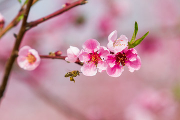 Close-up of branch with flowers of peach in orchard, on which flies bee. Background is pink.