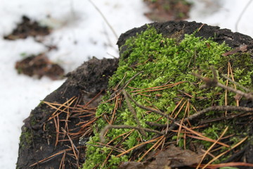 green moss on a tree stump in the forest in winter