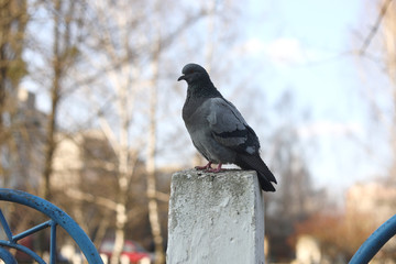 Close up, Dove, pigeon is standing on a concrete fence in the city with blurred background. selective focus.
