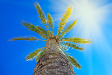 tropical nature with sun over the palm tree