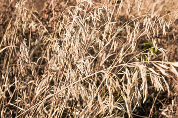dry autumn grass on the field, grass background