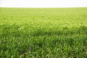 Beautiful field of green grass against background. Green grass pattern can be used in design.