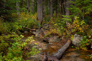 Small creek flows among the stones and trees in the forest. Indian Heaven wilderness in Washington state in the USA Pacific Northwest.