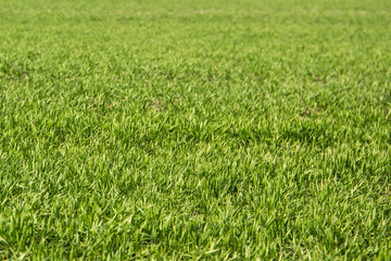 Beautiful field of green grass against background. Green grass pattern can be used in design.