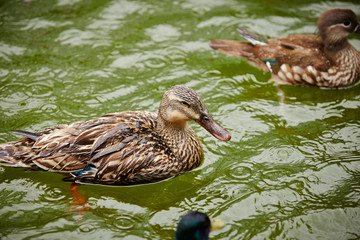 duck in pond