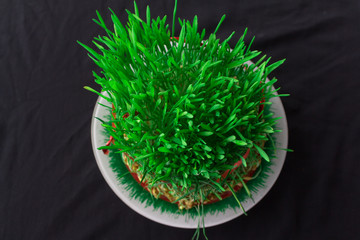 Novruz holiday, Traditional fresh green grass samani - symbol of spring and Novruz
