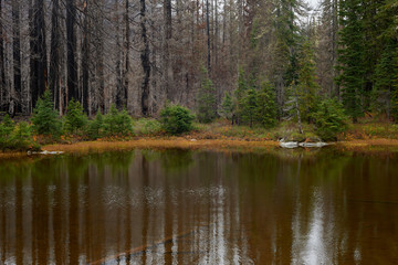 Fototapeta na wymiar Burned forest view around small lake. Indian Heaven wilderness in Washington state in the USA.