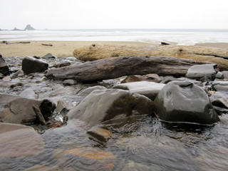 driftwood on the beach