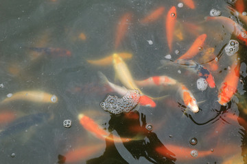 Many goldfish in the pond