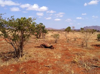 Buffalo cadaver in african savanna